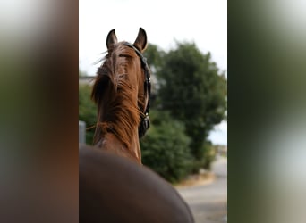 Hannover, Castrone, 8 Anni, 163 cm, Sauro
