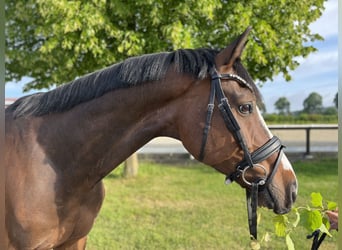 Hannover, Castrone, 8 Anni, 164 cm, Baio