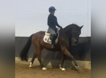 Hannover, Castrone, 8 Anni, 165 cm, Baio