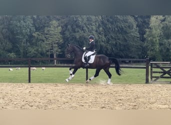 Hannover, Castrone, 8 Anni, 165 cm, Baio scuro
