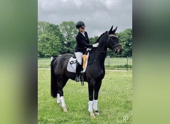 Hannover, Castrone, 8 Anni, 165 cm, Baio scuro