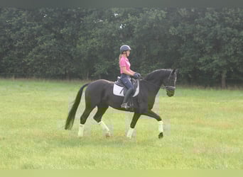Hannover, Castrone, 8 Anni, 165 cm, Morello