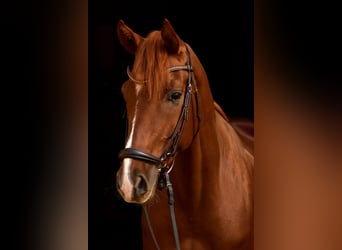 Hannover, Castrone, 8 Anni, 165 cm, Sauro scuro