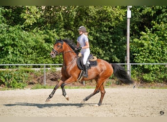 Hannover, Castrone, 8 Anni, 166 cm, Baio