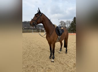 Hannover, Castrone, 8 Anni, 166 cm, Baio