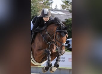 Hannover, Castrone, 8 Anni, 166 cm, Baio