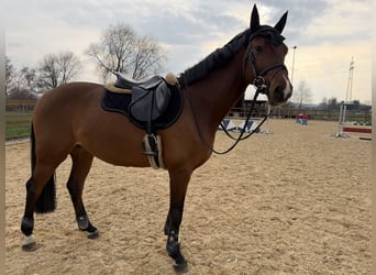 Hannover, Castrone, 8 Anni, 166 cm, Baio