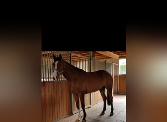 Hannover, Castrone, 8 Anni, 166 cm, Baio