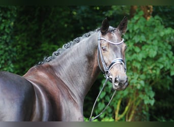Hannover, Castrone, 8 Anni, 166 cm, Morello