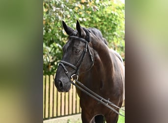 Hannover, Castrone, 8 Anni, 166 cm, Morello