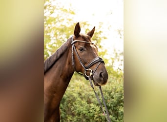 Hannover, Castrone, 8 Anni, 166 cm, Sauro scuro