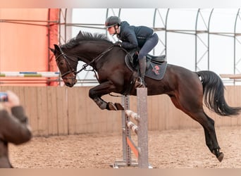 Hannover, Castrone, 8 Anni, 167 cm, Baio ciliegia