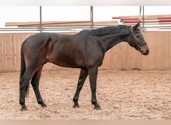 Hannover, Castrone, 8 Anni, 167 cm, Baio ciliegia