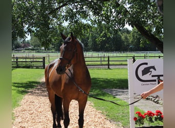 Hannover, Castrone, 8 Anni, 167 cm, Baio scuro
