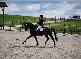 Hannover, Castrone, 8 Anni, 168 cm, Baio nero