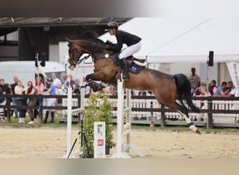 Hannover, Castrone, 8 Anni, 168 cm