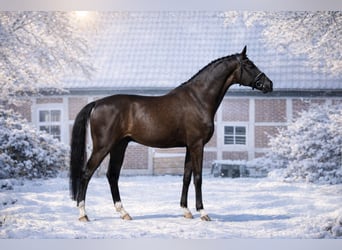 Hannover, Castrone, 8 Anni, 168 cm, Morello