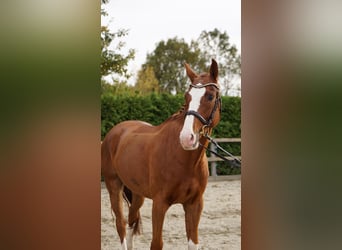 Hannover, Castrone, 8 Anni, 168 cm, Sauro