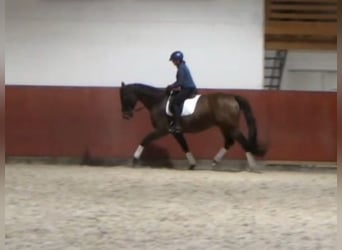 Hannover, Castrone, 8 Anni, 170 cm, Baio