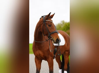 Hannover, Castrone, 8 Anni, 170 cm, Baio