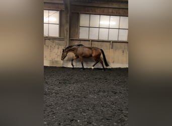 Hannover, Castrone, 8 Anni, 170 cm, Baio
