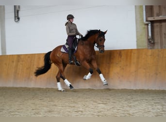 Hannover, Castrone, 8 Anni, 170 cm, Baio