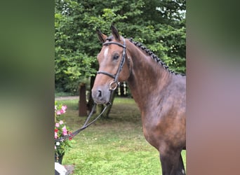 Hannover, Castrone, 8 Anni, 170 cm, Baio