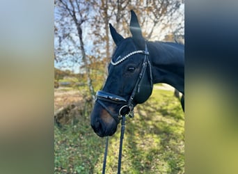 Hannover, Castrone, 8 Anni, 170 cm, Baio scuro