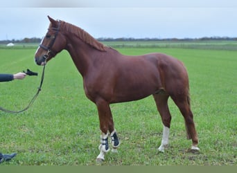 Hannover, Castrone, 8 Anni, 170 cm