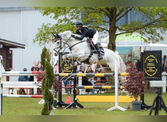 Hannover, Castrone, 8 Anni, 170 cm, Grigio