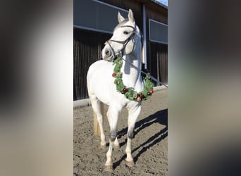 Hannover, Castrone, 8 Anni, 170 cm, Grigio trotinato