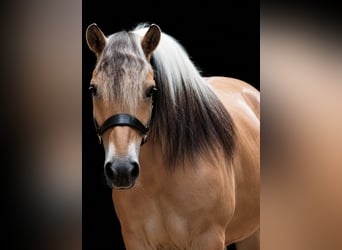 Hannover, Castrone, 8 Anni, 170 cm, Morello