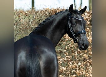 Hannover, Castrone, 8 Anni, 171 cm