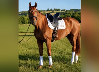 Hannover, Castrone, 8 Anni, 171 cm, Sauro