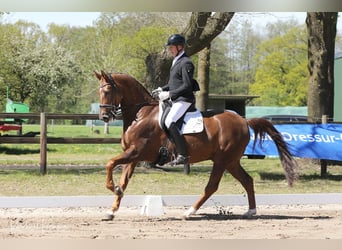 Hannover, Castrone, 8 Anni, 171 cm, Sauro scuro