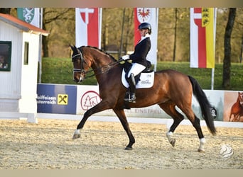 Hannover, Castrone, 8 Anni, 172 cm, Baio