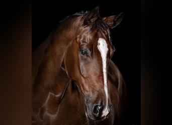 Hannover, Castrone, 8 Anni, 173 cm, Baio ciliegia