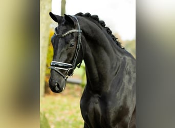 Hannover, Castrone, 8 Anni, 173 cm