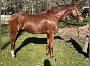 Hannover, Castrone, 8 Anni, 173 cm, Sauro