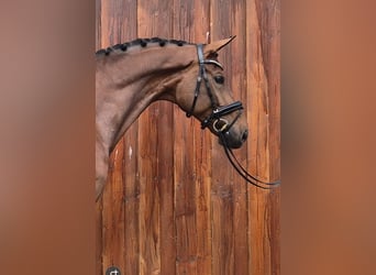 Hannover, Castrone, 8 Anni, 174 cm, Baio