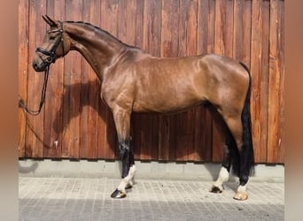 Hannover, Castrone, 8 Anni, 174 cm, Baio
