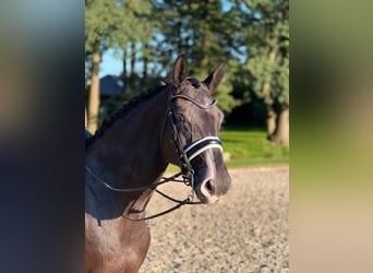 Hannover, Castrone, 8 Anni, 174 cm, Morello