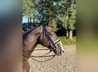 Hannover, Castrone, 8 Anni, 174 cm, Morello