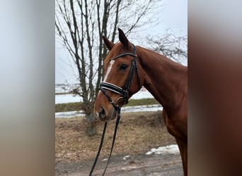 Hannover, Castrone, 8 Anni, 174 cm, Sauro