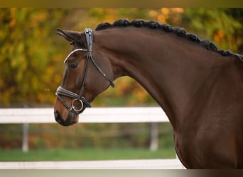 Hannover, Castrone, 8 Anni, 175 cm, Baio scuro
