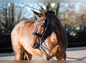 Hannover, Castrone, 8 Anni, 175 cm, Baio scuro