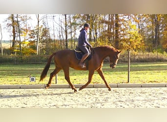 Hannover, Castrone, 8 Anni, 175 cm, Sauro scuro
