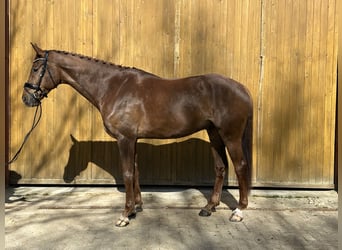 Hannover, Castrone, 8 Anni, 180 cm, Sauro scuro