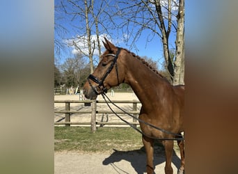 Hannover, Castrone, 8 Anni, 180 cm, Sauro scuro