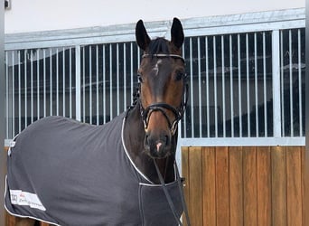 Hannover, Castrone, 8 Anni, 181 cm, Baio scuro